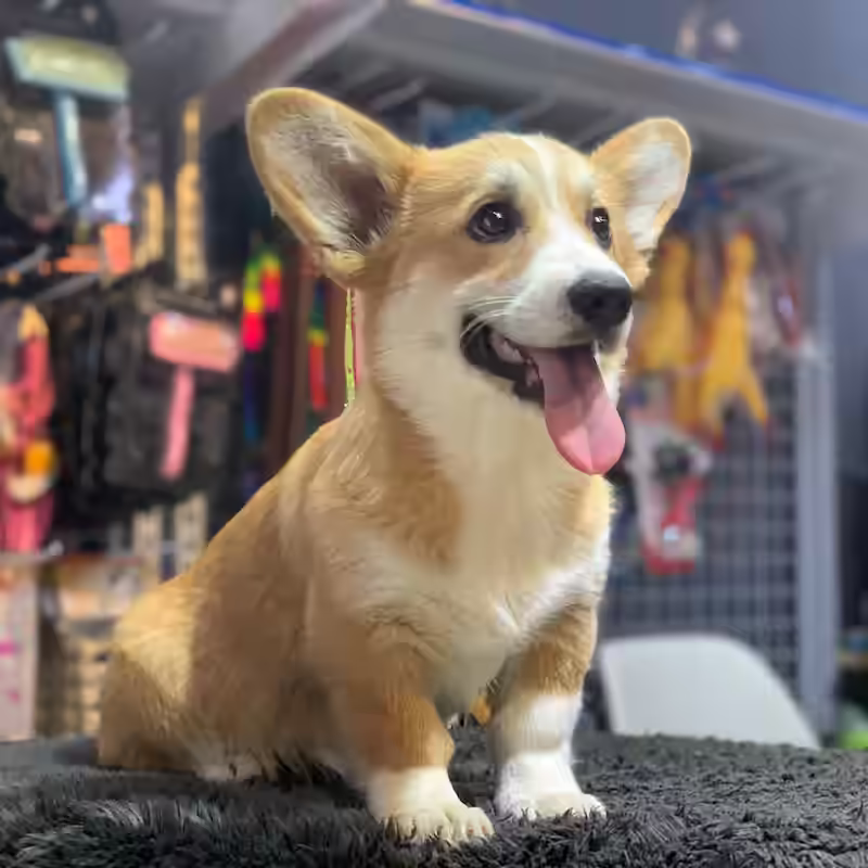 Annes Dyrecenter - Greve baggrunds billede