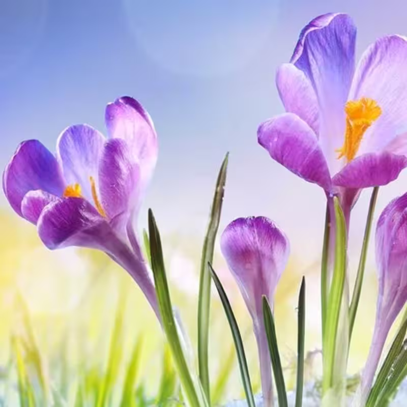 Hos Poul by House of Inspiration baggrunds billede